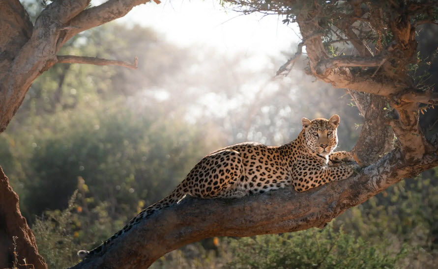 Okonjima Nature Reserve, Namibia